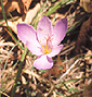 Un fiore di zafferano